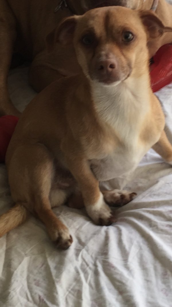 Safe Chihuahua in El Sobrante, CA