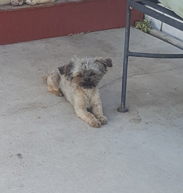 Safe Cairn Terrier in Palmdale, CA