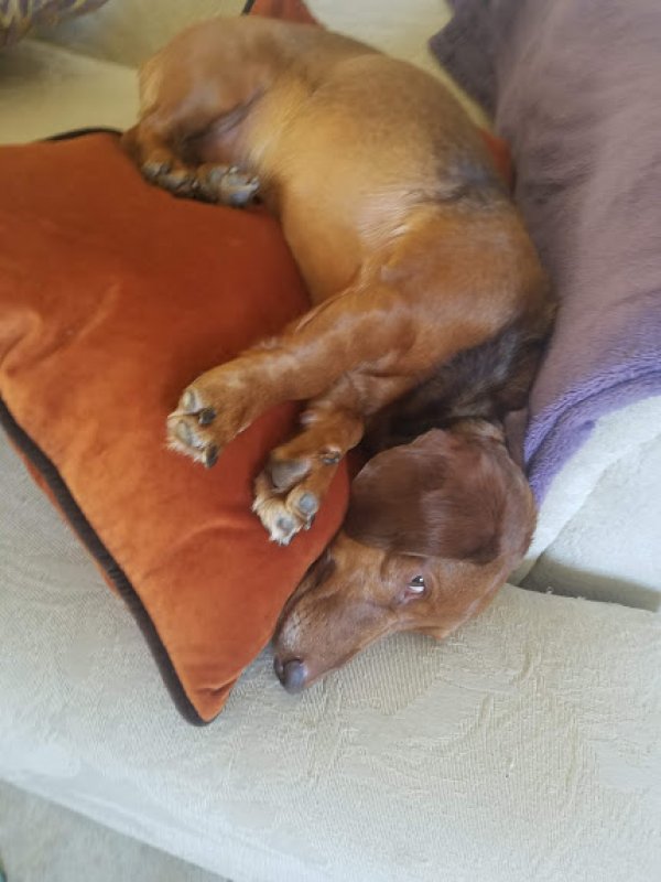 Safe Dachshund in Bakersfield, CA