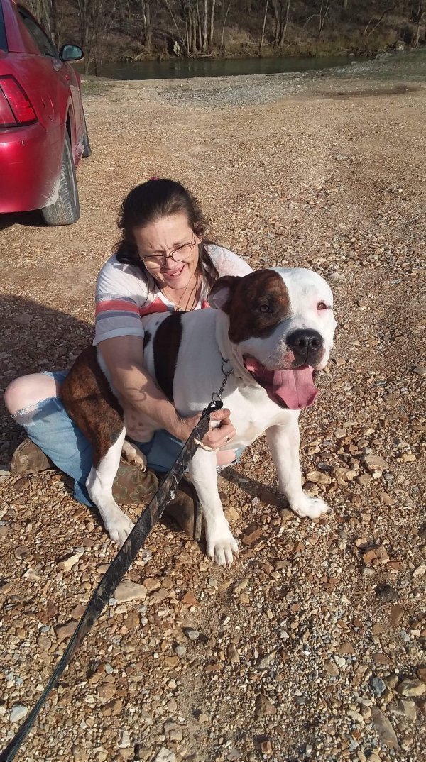 Safe Pit Bull in Mountain Home, AR