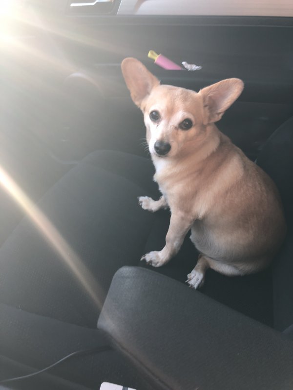 Safe Chihuahua in La Mirada, CA