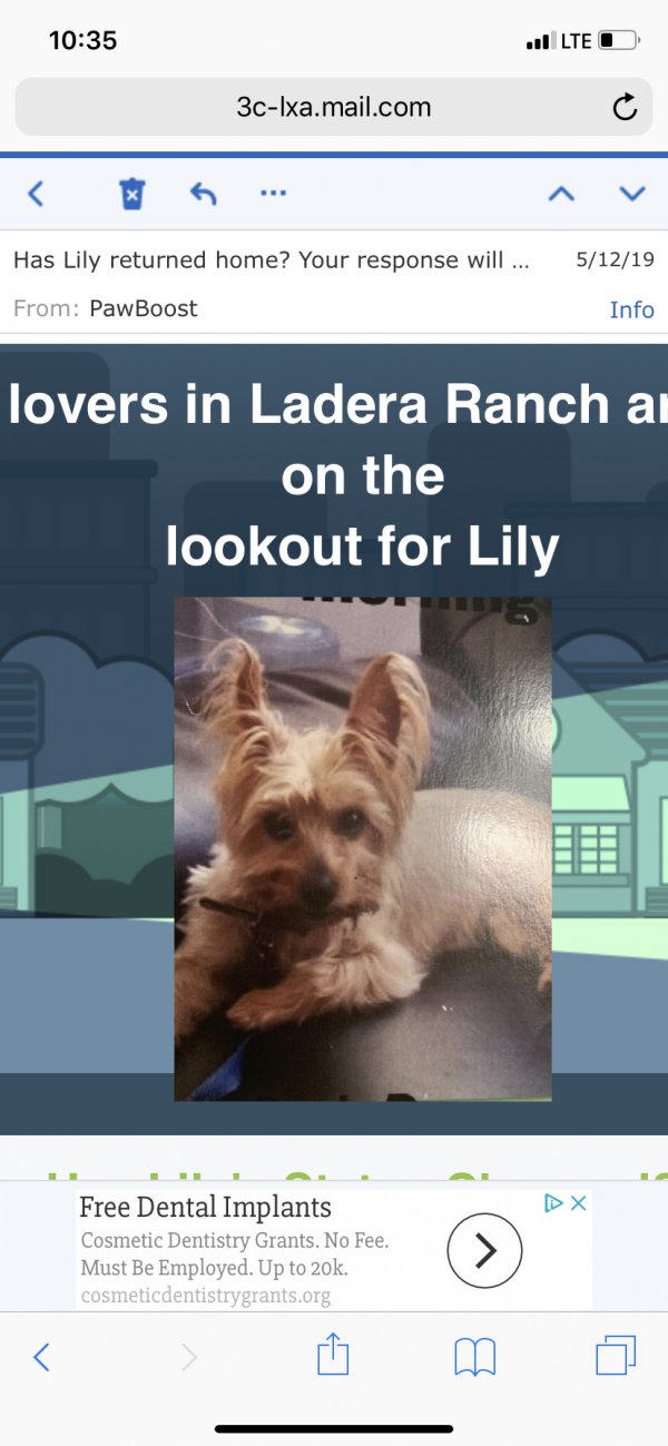 Safe Yorkshire Terrier in Ladera Ranch, CA