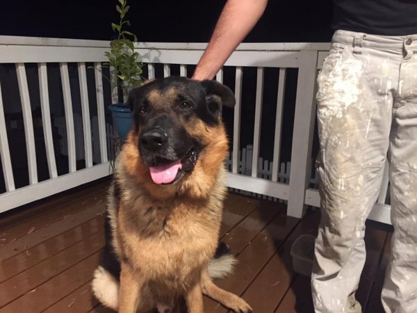 Safe German Shepherd Dog in Phoenixville, PA
