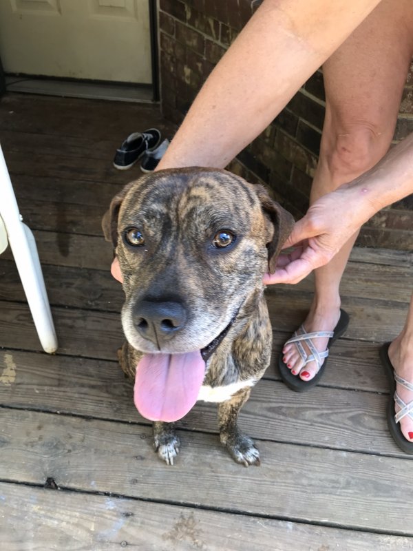 Safe Pit Bull in Conway, AR