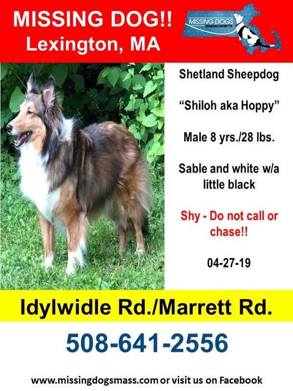 Safe Shetland Sheepdog in Lexington, MA