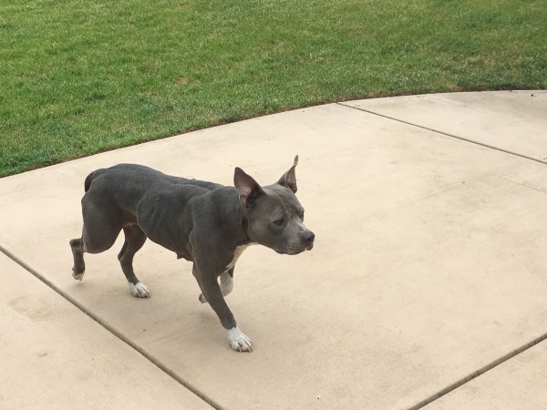 Safe Pit Bull in Brentwood, CA