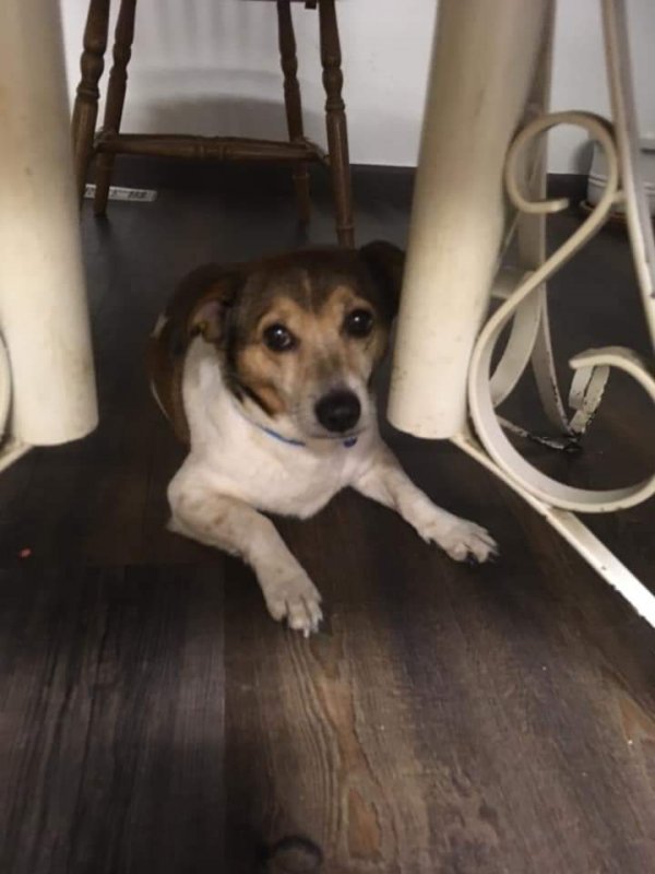 Safe Jack Russell Terrier in Richland, WA