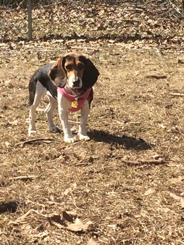 Safe Beagle in New Haven, CT