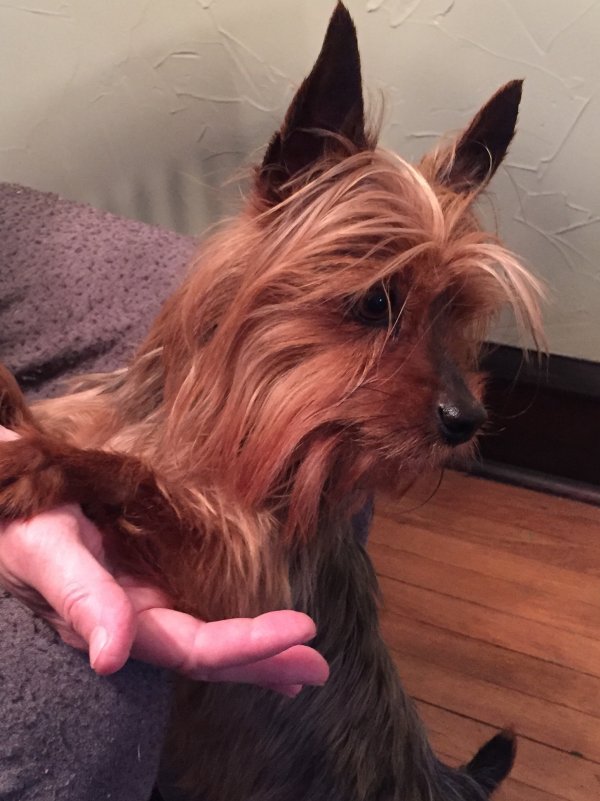 Safe Yorkshire Terrier in Maple Heights, OH