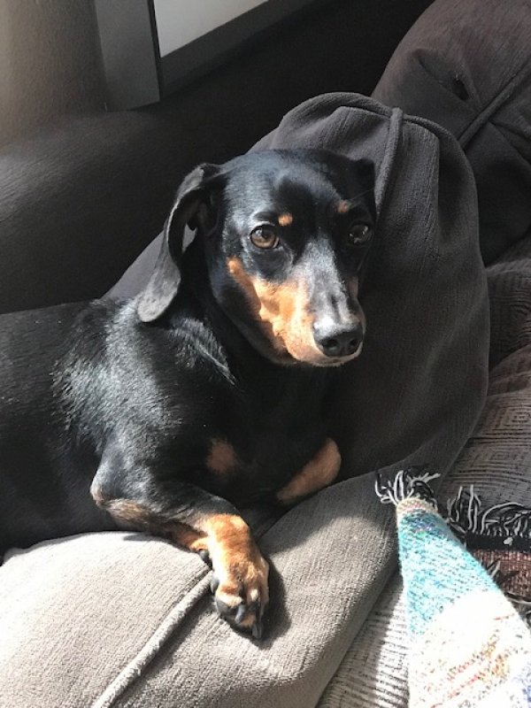 Safe Dachshund in Bend, OR