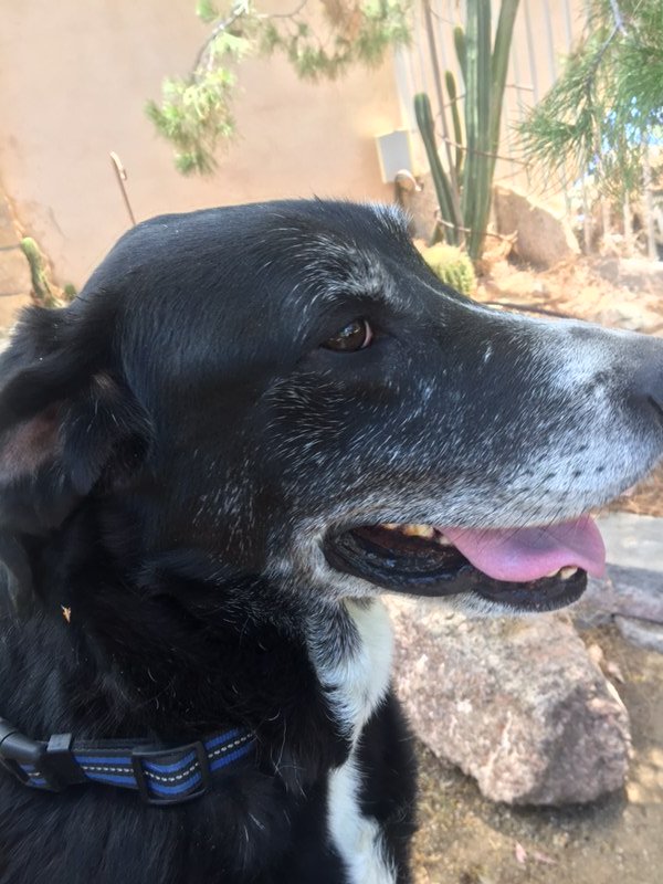 Safe Labrador Retriever in Phoenix, AZ