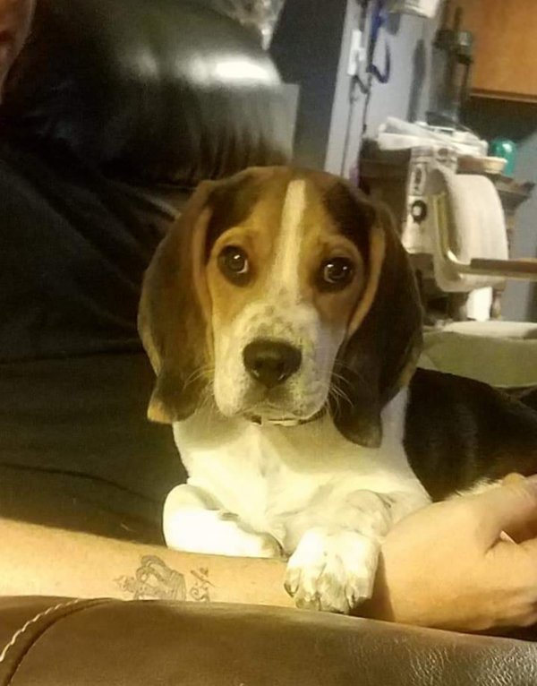 Safe Beagle in Mill Hall, PA