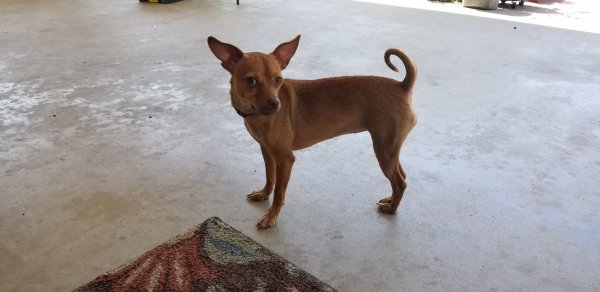 Safe Chihuahua in Santa Monica, CA