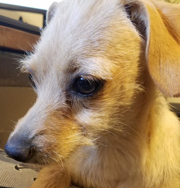 Safe Chihuahua in San Tan Valley, AZ
