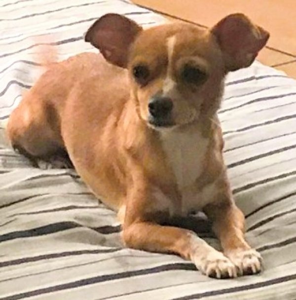 Safe Chihuahua in Phoenix, AZ US