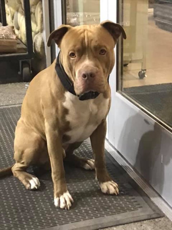 Safe Pit Bull in Stanwood, WA