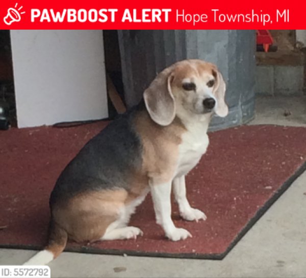 Safe Beagle in Midland, MI US