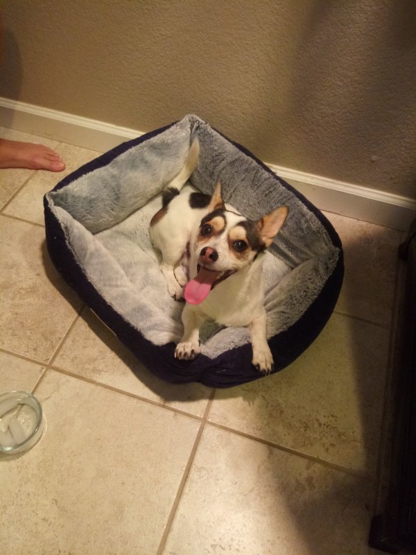 Safe Jack Russell Terrier in Antelope, CA