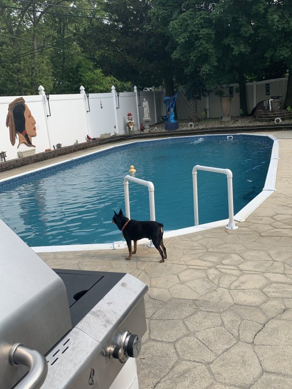 Safe Miniature Pinscher in Coram, NY