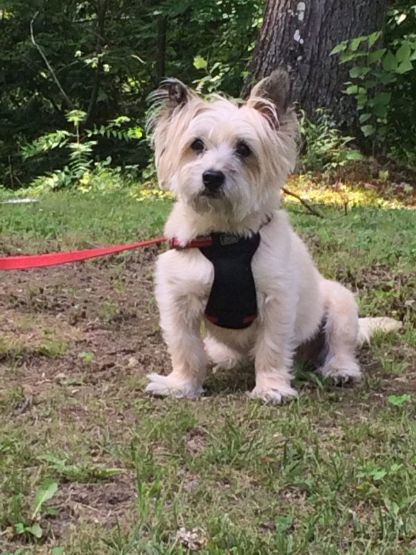 Safe Cairn Terrier in Catonsville, MD