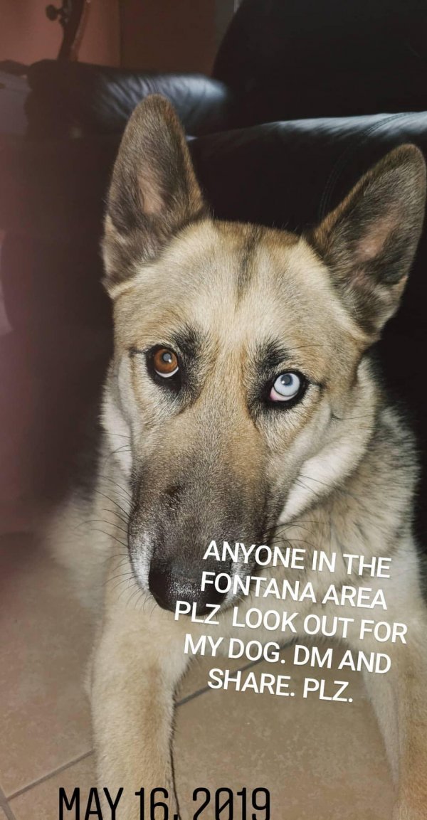 Safe Siberian Husky in Fontana, CA