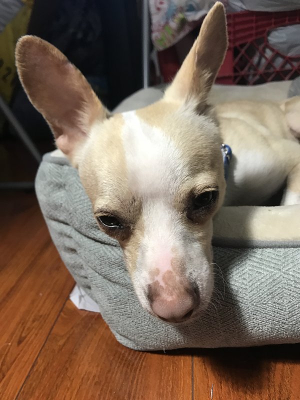 Safe Chihuahua in Monterey Park, CA