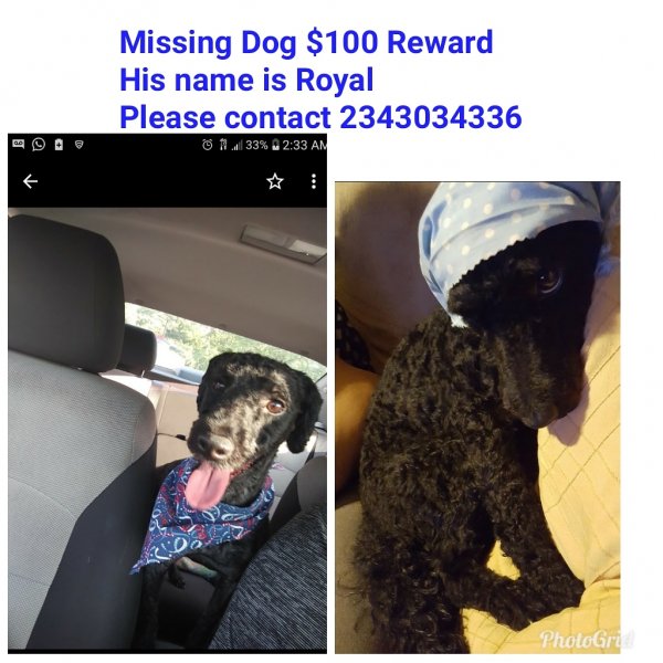 Safe Poodle in Akron, OH