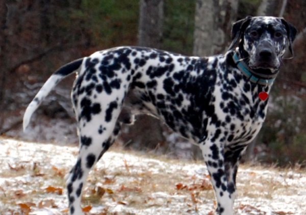 Safe Dalmatian in East Chatham, NY
