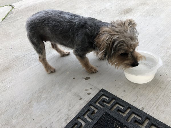 Safe Yorkshire Terrier in Torrance, CA