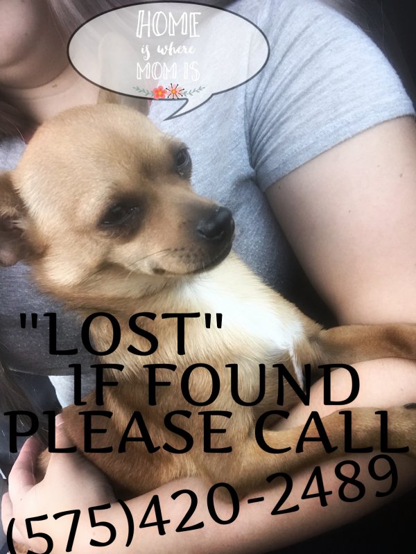 Safe Chihuahua in Roswell, NM