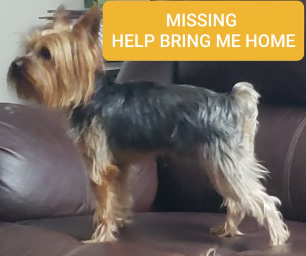 Safe Yorkshire Terrier in Grove City, OH