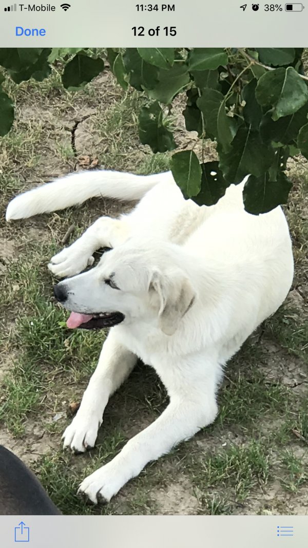 Safe Great Pyrenees in Lees Summit, MO