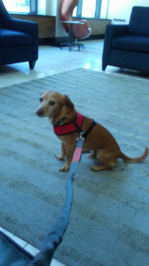 Safe Beagle in Whitestone, NY