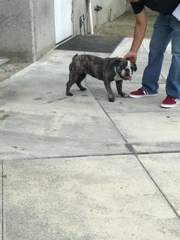 Safe American Bulldog in Montclair, CA