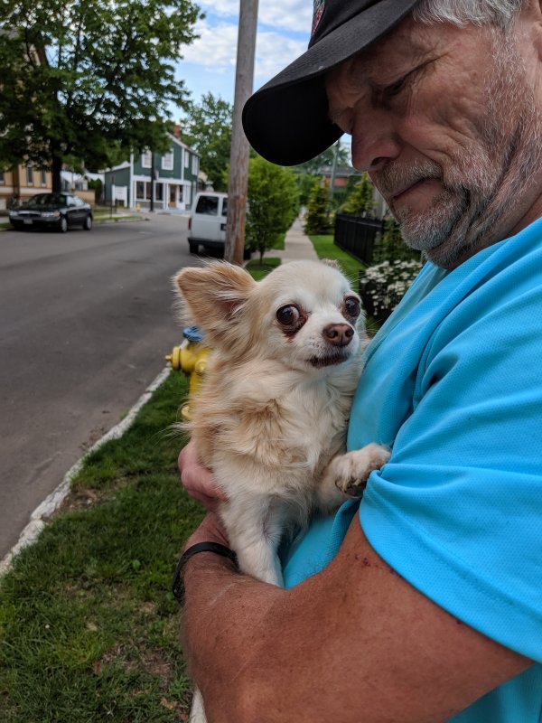 Safe Chihuahua in Dayton, OH