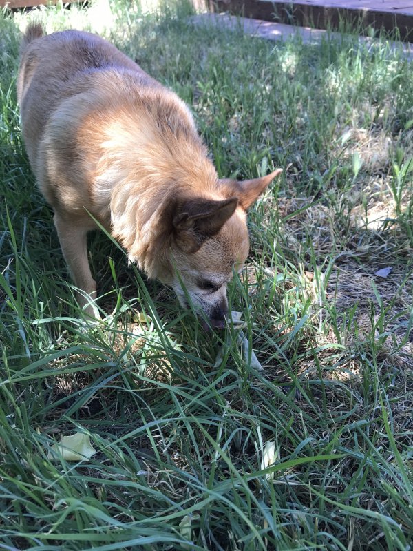 Safe Chihuahua in Livermore, CA