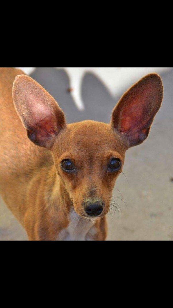 Safe Chihuahua in Pinellas Park, FL