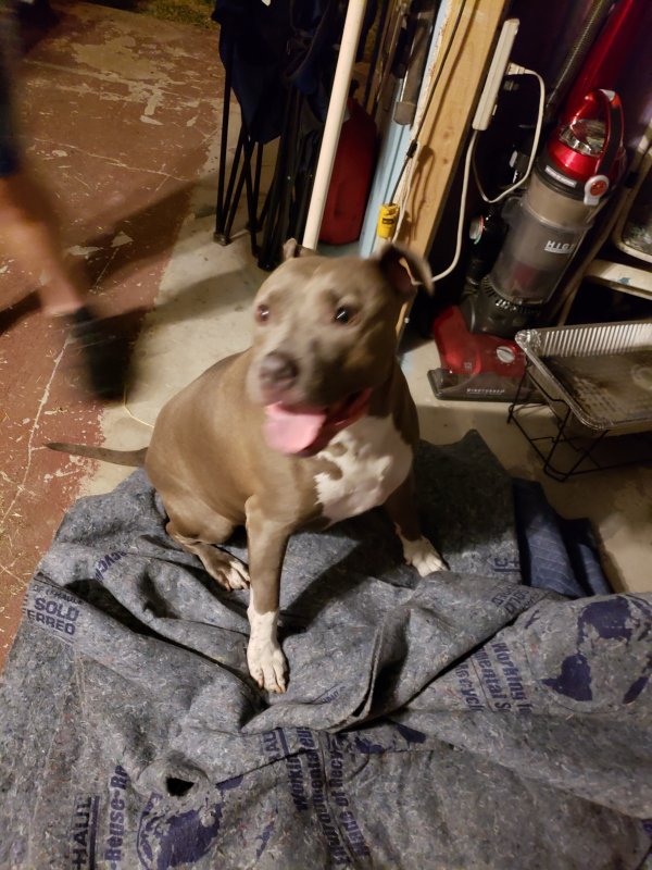 Safe Pit Bull in West Hills, CA