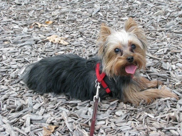 Safe Yorkshire Terrier in Clarks Summit, PA