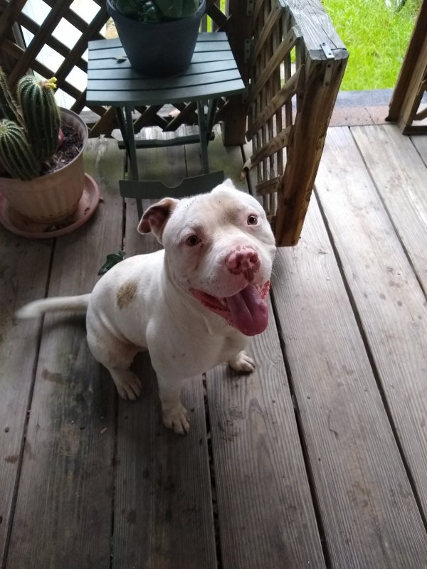 Safe Pit Bull in Tomball, TX