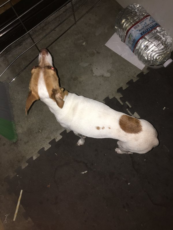 Safe Chihuahua in Lomita, CA