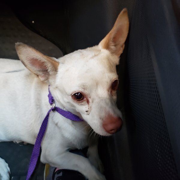Safe Chihuahua in Fresno, CA