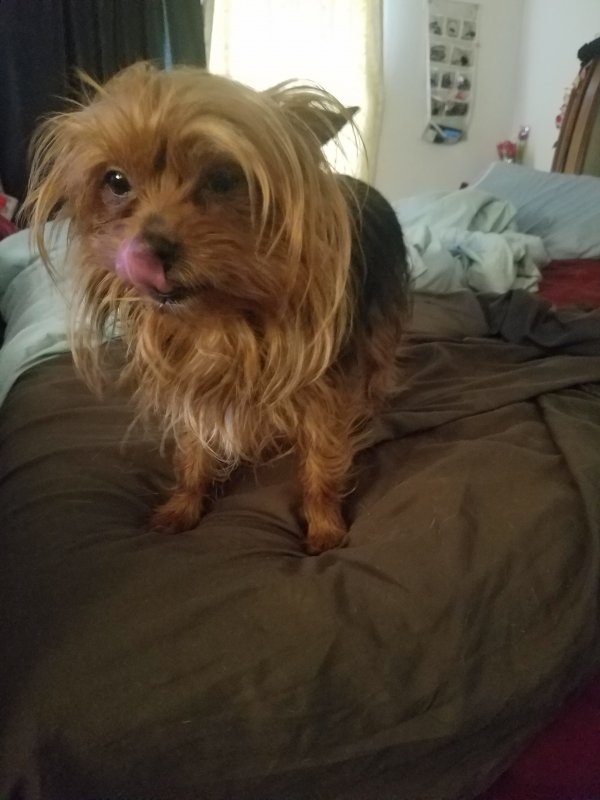 Safe Yorkshire Terrier in Puyallup, WA