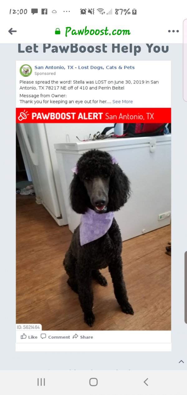 Safe Poodle in San Antonio, TX