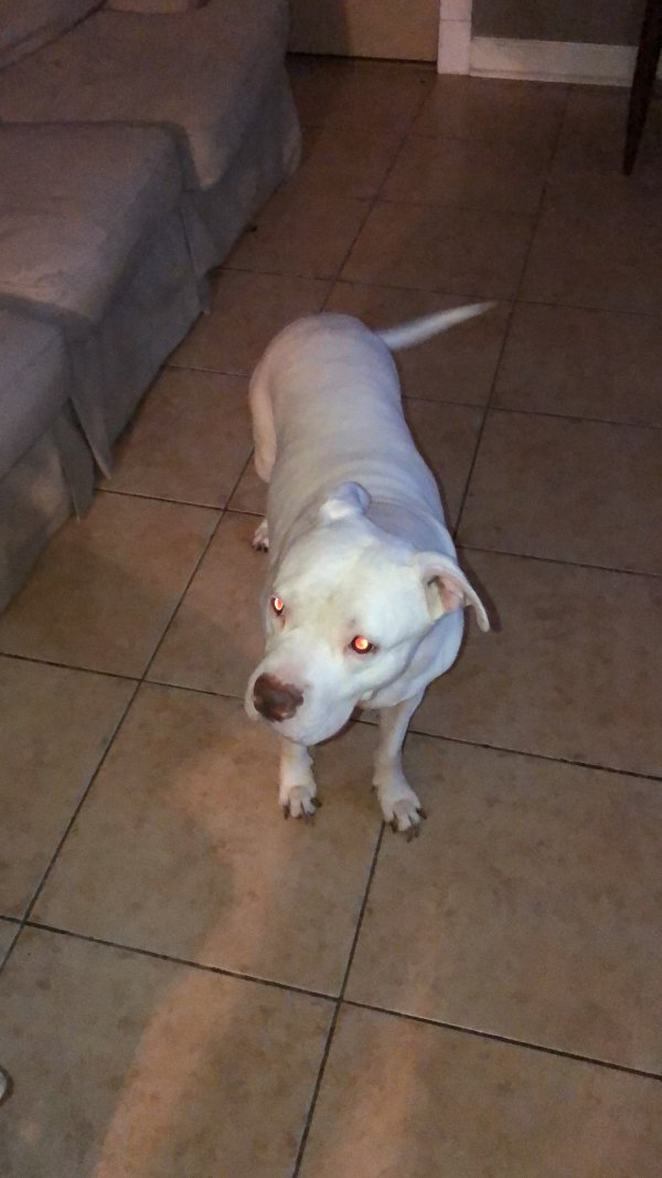 Safe American Staffordshire Terrier in Riverview, FL