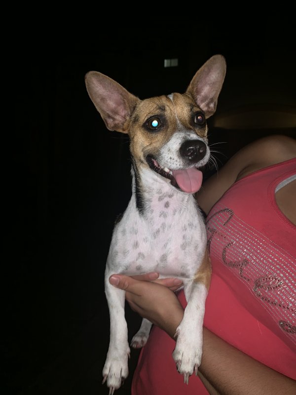 Safe Rat Terrier in Homestead, FL