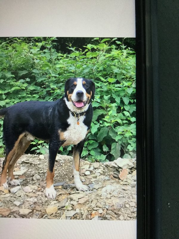 Safe Greater Swiss Mountain Dog in Weirton, WV