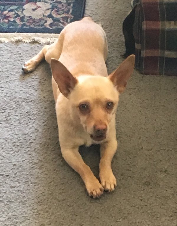 Safe Chihuahua in Corona, CA