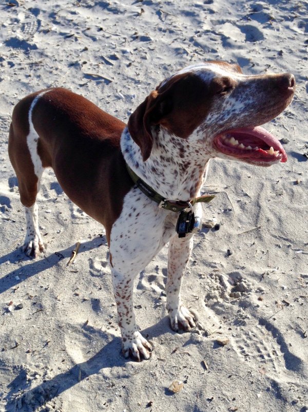 Safe German Shorthaired Pointer in Old Lyme, CT