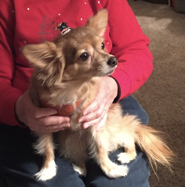 Safe Chihuahua in Merchantville, NJ